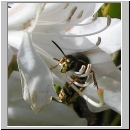 Dolichovespula saxonica -Saechsische Wespe 08.jpg